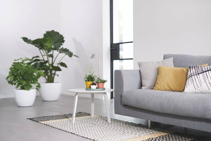 plant light care 11cm gris glacier